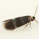 Stigmella undescribed-species-on-rhus-aromatica