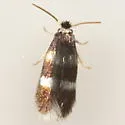 Stigmella undescribed-species-on-rhus-aromatica - photo 2
