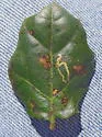 Stigmella variella - Hodges#0100