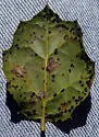 Stigmella variella - Hodges#0100 - photo 2