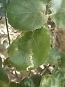 Stigmella variella - Hodges#0100 - photo 3