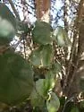 Stigmella variella - Hodges#0100 - photo 4