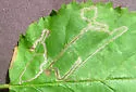 Stigmella villosella - Hodges#0080