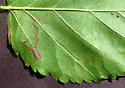 Stigmella villosella - Hodges#0080 - photo 2