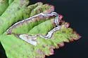 Stigmella villosella - Hodges#0080 - photo 4