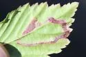 Stigmella villosella - Hodges#0080 - photo 5