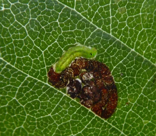 Stigmella viscerella - photo 2