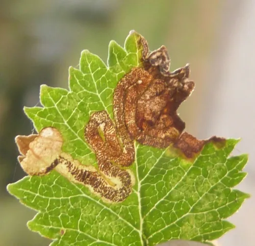 Stigmella viscerella - photo 3