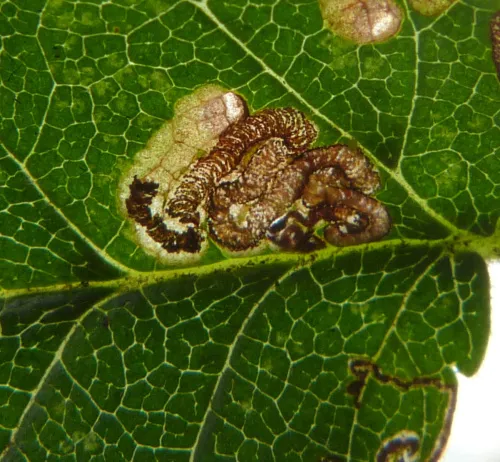 Stigmella viscerella - photo 4