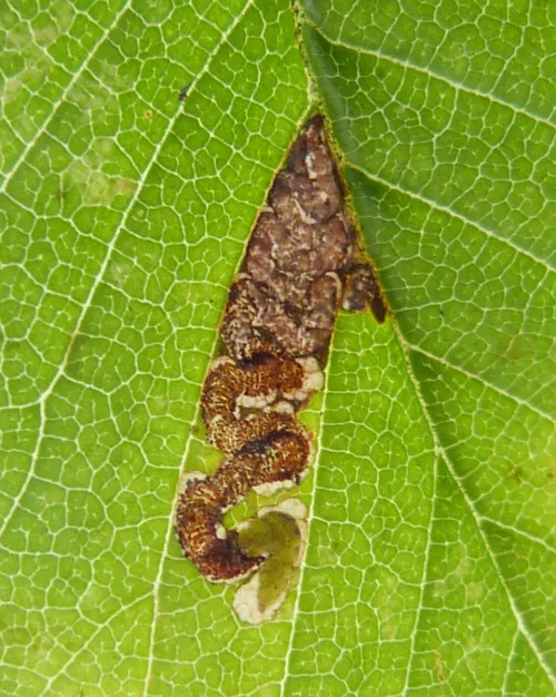 Stigmella viscerella - photo 5
