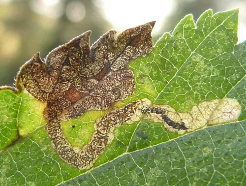 Stigmella viscerella - photo 6