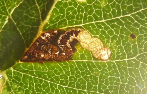 Stigmella viscerella - photo 7