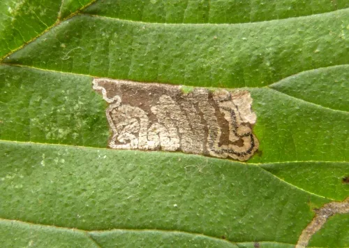 Stigmella viscerella - photo 8