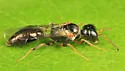 Stigmus americanus - photo 2