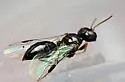 Stigmus americanus - photo 3