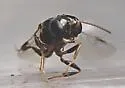 Stigmus americanus - photo 4