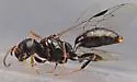 Stigmus americanus - photo 5