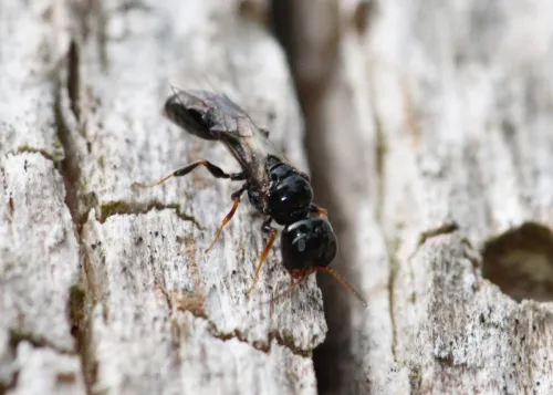 Stigmus pendulus - photo 2
