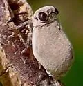 Stilbometopius auroreus