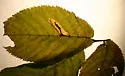 Stilbosis ostryaeella - Hodges#1596