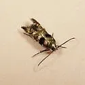 Stilbosis tesquella - Hodges#1609