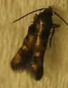 Stilbosis tesquella - Hodges#1609 - photo 2