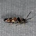 Stilbosis tesquella - Hodges#1609 - photo 4