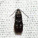 Stilbosis venifica - Hodges#1594