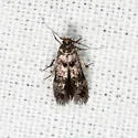 Stilbosis venifica - Hodges#1594 - photo 2