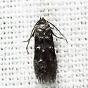 Stilbosis venifica - Hodges#1594 - photo 3