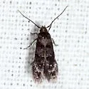 Stilbosis venifica - Hodges#1594 - photo 4
