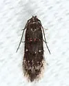 Stilbosis venifica - Hodges#1594 - photo 5