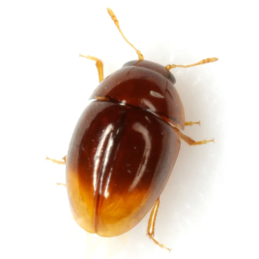 Stilbus apicalis