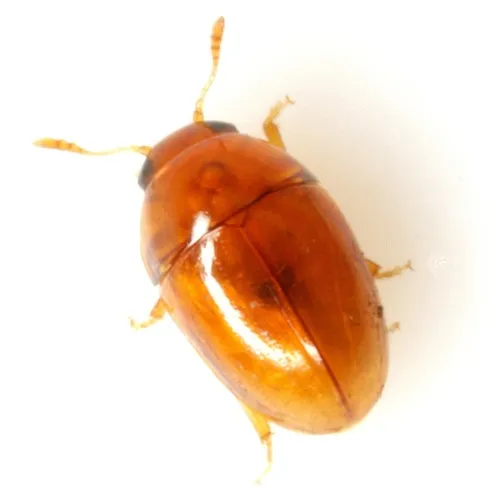 Stilbus nitidus