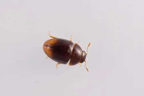 Stilbus oblongus