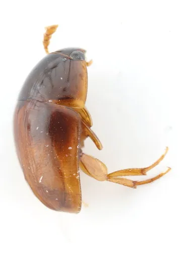 Stilbus testaceus - Stilbus testaceus