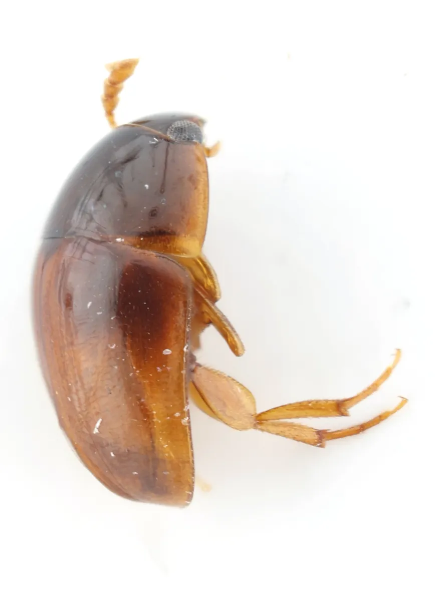 Stilbus testaceus - photo 3