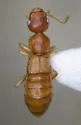Stilicopsis paradoxa - photo 2
