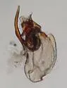 Stilicopsis paradoxa - photo 4
