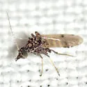 Stilobezzia beckae