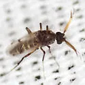Stilobezzia beckae - photo 2
