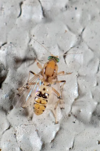Stilobezzia coquilletti
