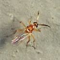 Stilobezzia lutea
