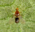 Stilobezzia sybleae