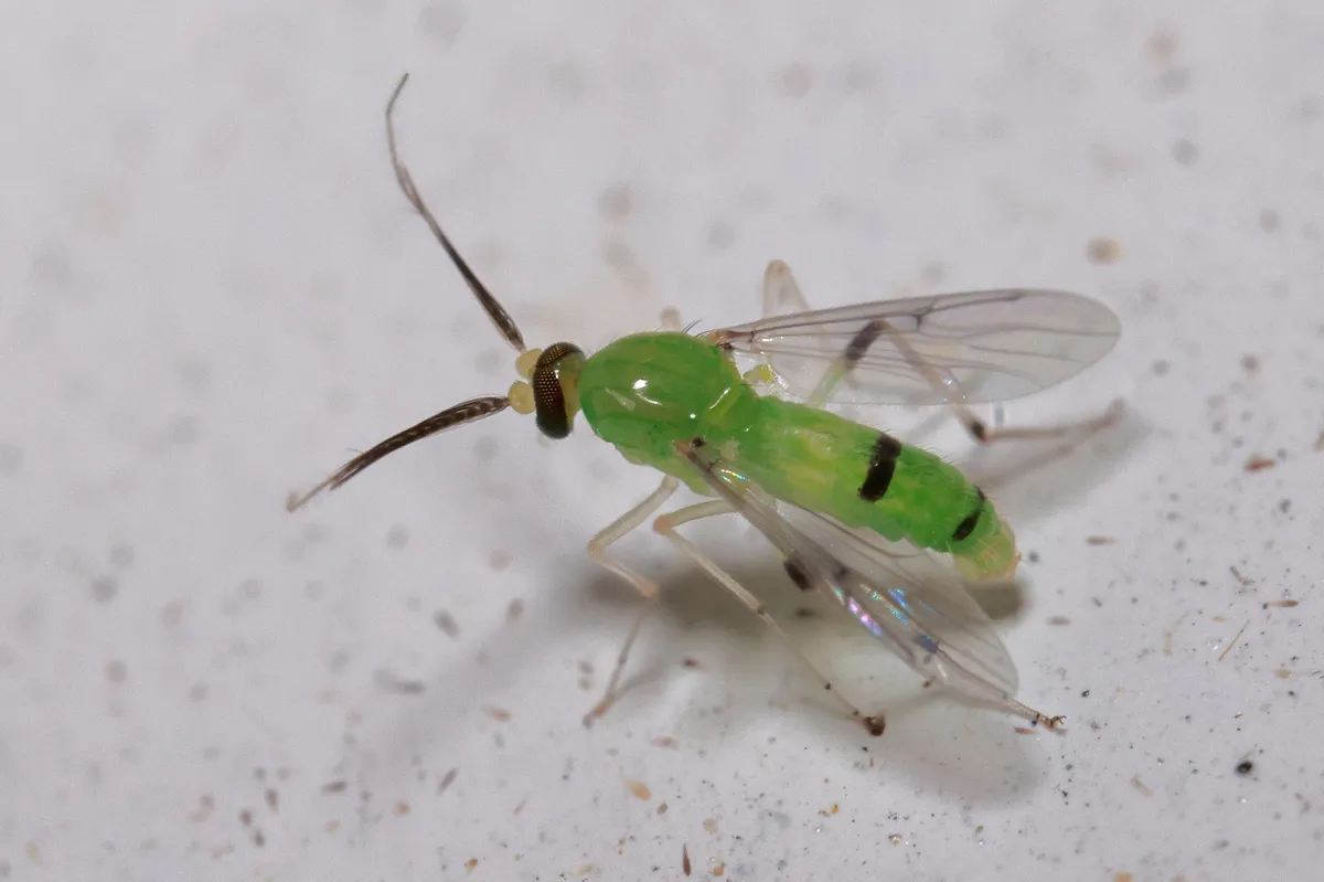 Stilobezzia viridis