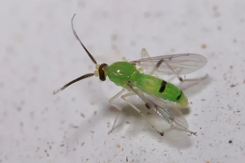 Stilobezzia viridis - photo 3