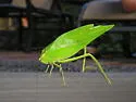 Giant Katydid