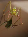 Giant Katydid - photo 2