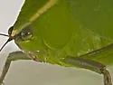 Giant Katydid - photo 3