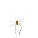 Giant Katydid - photo 4